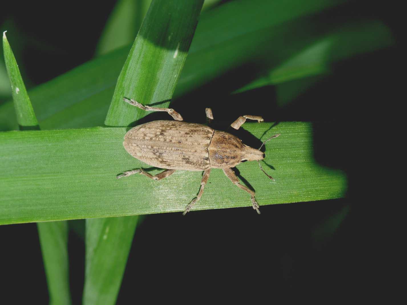 Grosso Curculionidae: Temnorhinus sp.